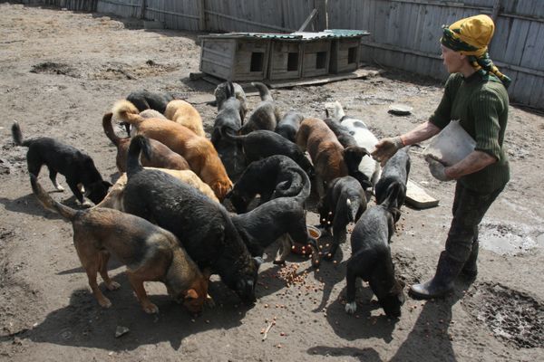 Zoya Andryushchenko and the Animals She Saves - Sputnik International
