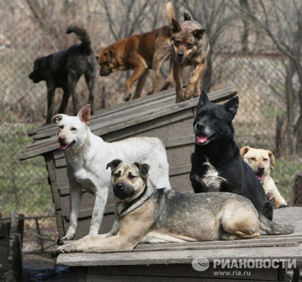 Zoya Andryushchenko and the Animals She Saves - Sputnik International