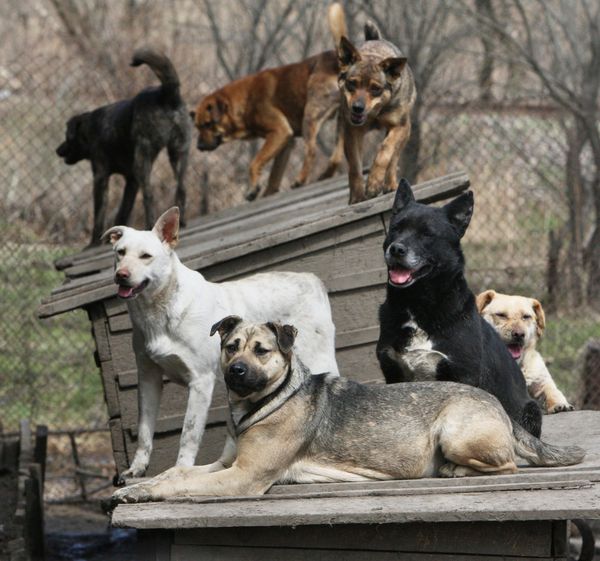 According to the statistics, there were about 260,000 homeless canines in New Delhi in 2009. - Sputnik International