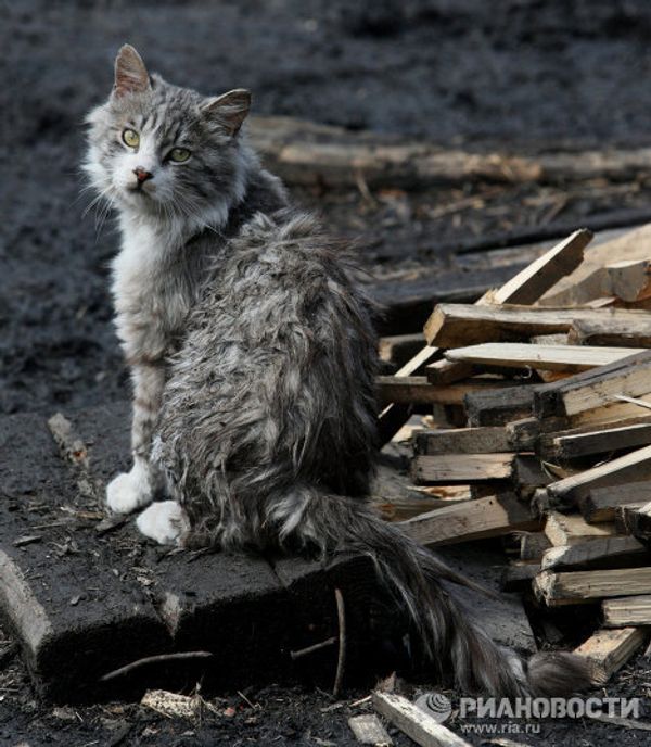 Zoya Andryushchenko and the Animals She Saves - Sputnik International