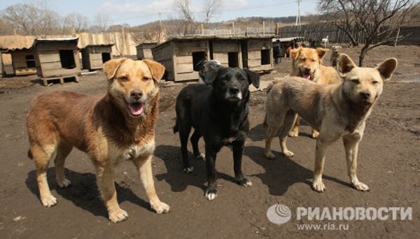 Zoya Andryushchenko and the Animals She Saves - Sputnik International