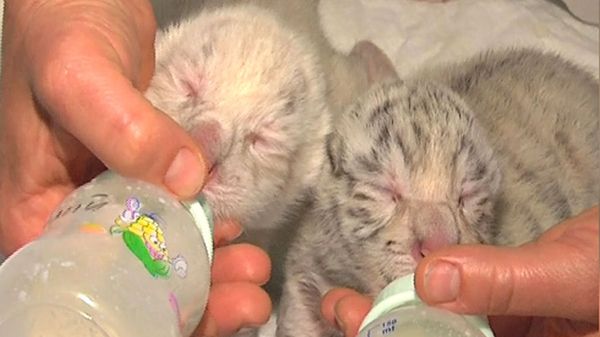 Tymoshenko’s Tigress Gives Birth to 4 Cubs  - Sputnik International