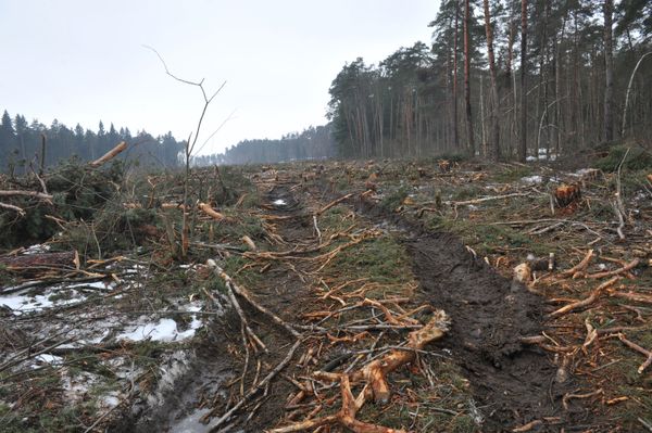 Tsagovsky forest Tsagovsky forest - Sputnik International