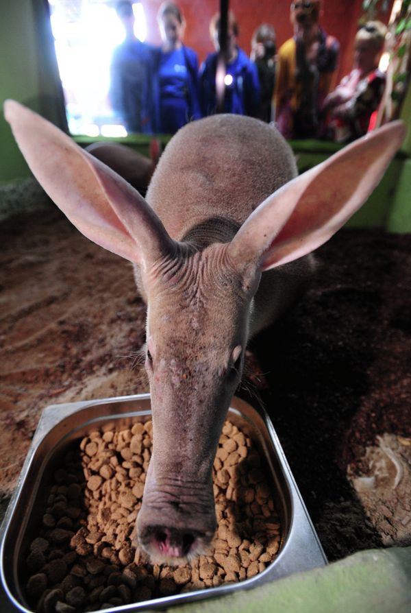 Russia’s First Aardvarks Born at Yekaterinburg Zoo - Sputnik International