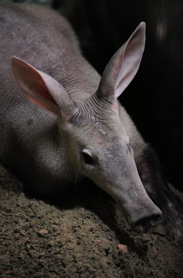 Russia’s First Aardvarks Born at Yekaterinburg Zoo - Sputnik International
