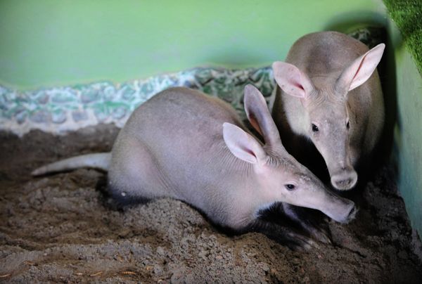 Russia’s First Aardvarks Born at Yekaterinburg Zoo - Sputnik International
