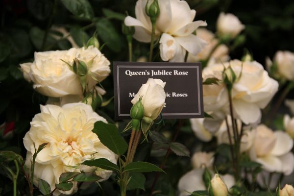 Chelsea Flower Show to Celebrate Anniversary of Elizabeth II’s Reign  - Sputnik International