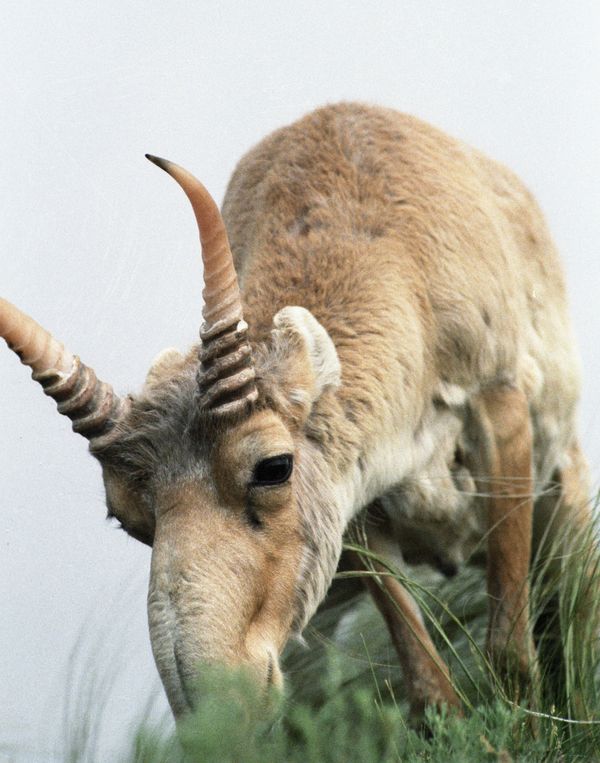 UN Names Russia’s Most Endangered Big Animal - Sputnik International
