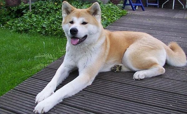 Akita - Sputnik International