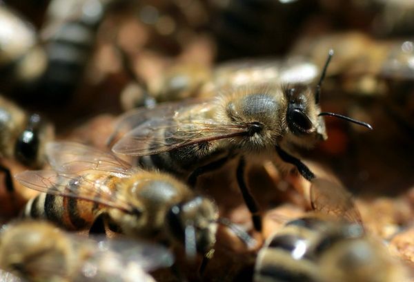 Bees Attacked Thailand Monks          - Sputnik International