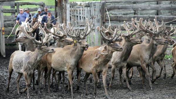 Ecologists are working to restore red deer populations in Russia's Bashkortostan Republic, where the wild deer were wiped out in the early 20th century, a spokesperson for the local ministry of ecology has told RIA Novosti. - Sputnik International