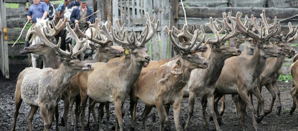Ecologists are working to restore red deer populations in Russia's Bashkortostan Republic, where the wild deer were wiped out in the early 20th century, a spokesperson for the local ministry of ecology has told RIA Novosti. Ecologists are working to restore red deer populations in Russia's Bashkortostan Republic, where the wild deer were wiped out in the early 20th century, a spokesperson for the local ministry of ecology has told RIA Novosti. - Sputnik International