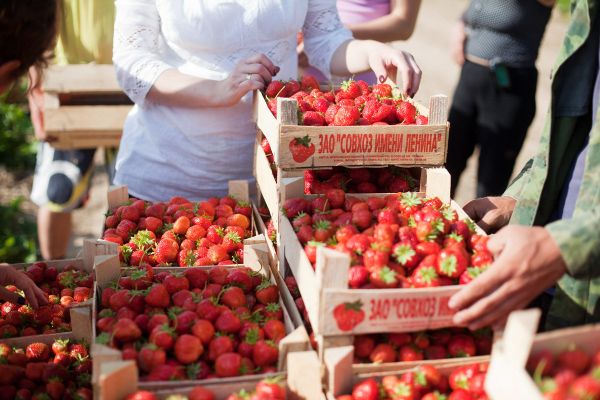 A Day in the Strawberry Field - Sputnik International
