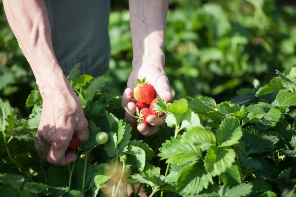 A Day in the Strawberry Field - Sputnik International