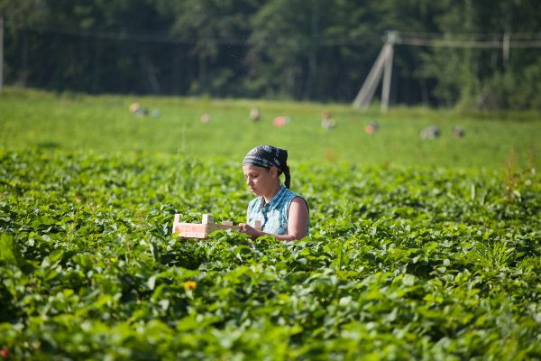 A Day in the Strawberry Field - Sputnik International