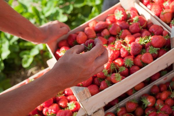 A Day in the Strawberry Field - Sputnik International