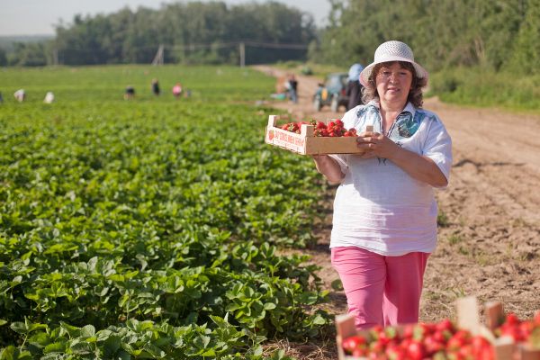 A Day in the Strawberry Field - Sputnik International