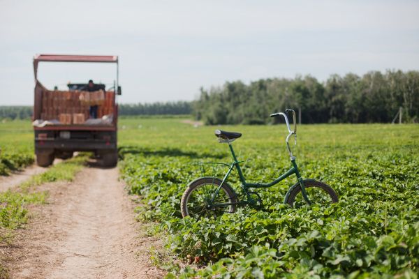 A Day in the Strawberry Field - Sputnik International