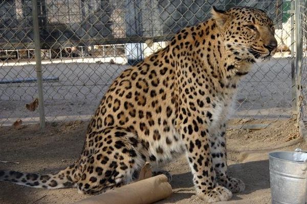 Persian leopard - Sputnik International
