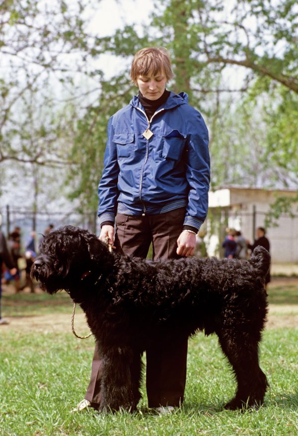 Black Russian Terrier - Sputnik International