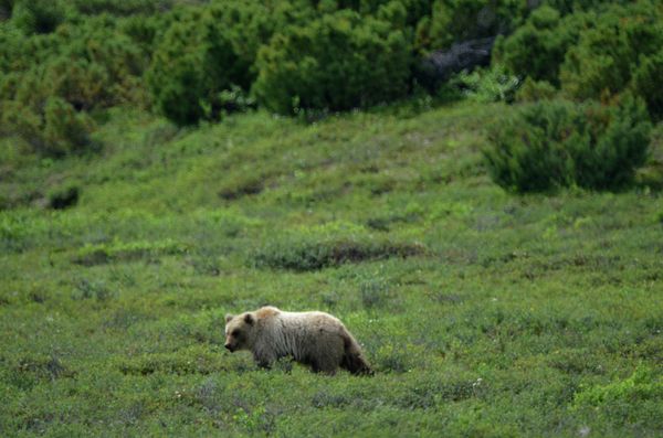 Brown Bear Mauls Man in Russia’s Far East - Sputnik International