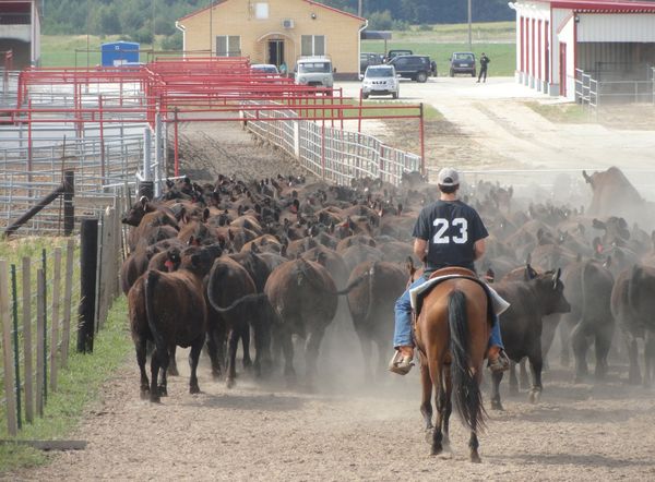 Aberdeen Angus in Summer, Bryansk - Sputnik International