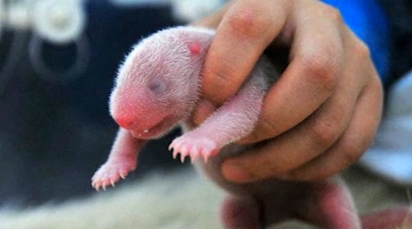 China Is Celebrating the Birth of the Country's First Twin Panda Cubs of the Year - Sputnik International
