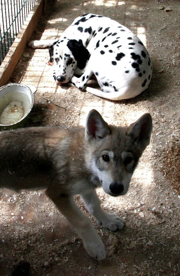 Wolf cub Rapunzel and Her Adoptive Mother at Vladivostok Zoo - Sputnik International