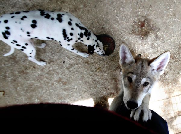 Wolf cub Rapunzel and Her Adoptive Mother at Vladivostok Zoo - Sputnik International