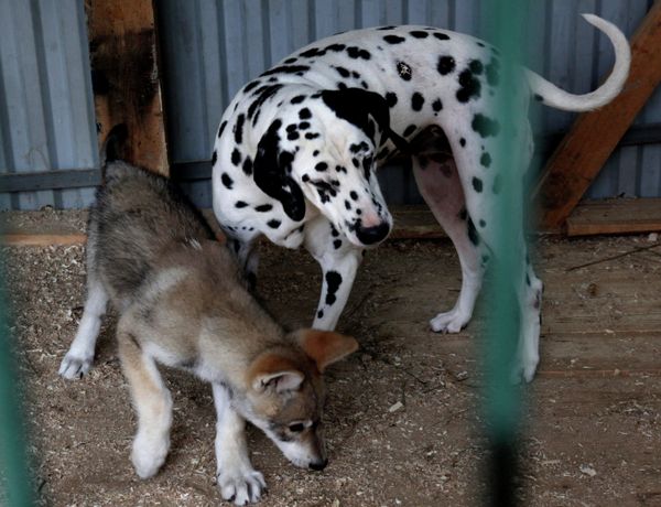 Wolf cub Rapunzel and Her Adoptive Mother at Vladivostok Zoo - Sputnik International