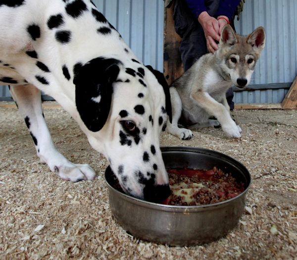 Wolf cub Rapunzel and Her Adoptive Mother at Vladivostok Zoo - Sputnik International