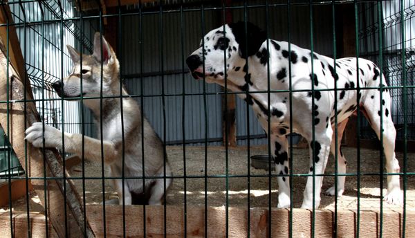 Wolf cub Rapunzel and Her Adoptive Mother at Vladivostok Zoo - Sputnik International