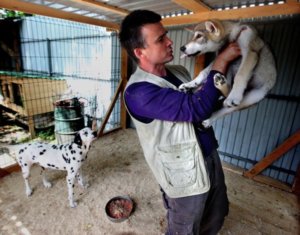 Wolf cub Rapunzel and Her Adoptive Mother at Vladivostok Zoo - Sputnik International