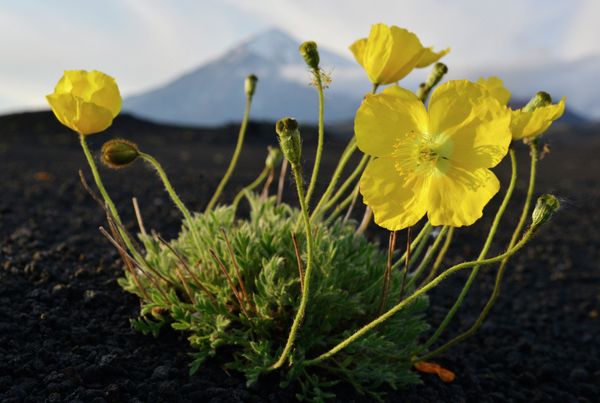 Kamchatka Peninsula: Where the Earth Ends - Sputnik International