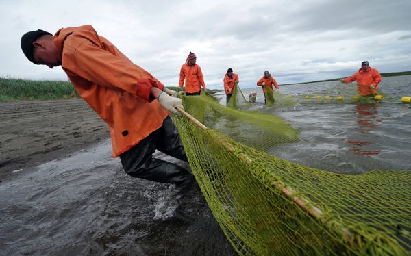 Salmon fishing season in Kamchatka has begun - Sputnik International
