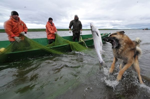 Salmon fishing season in Kamchatka has begun - Sputnik International