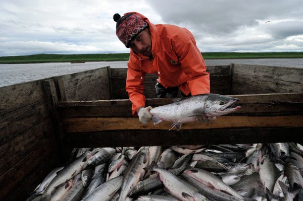 Salmon fishing season in Kamchatka has begun - Sputnik International