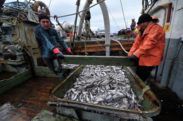 Salmon fishing season in Kamchatka has begun - Sputnik International