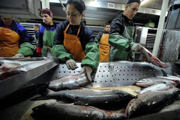 Salmon fishing season in Kamchatka has begun - Sputnik International