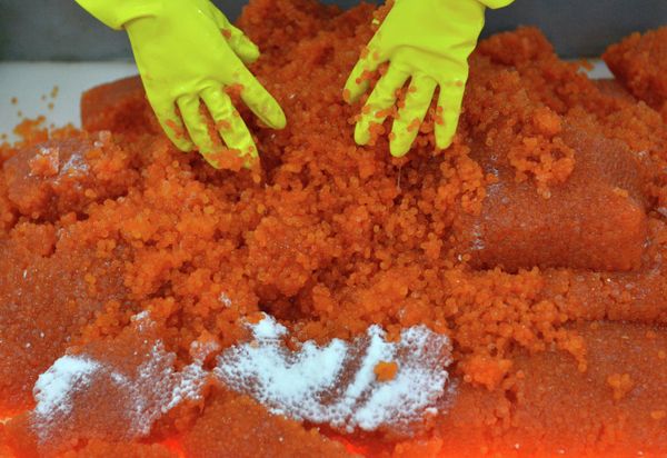 Salmon fishing season in Kamchatka has begun - Sputnik International
