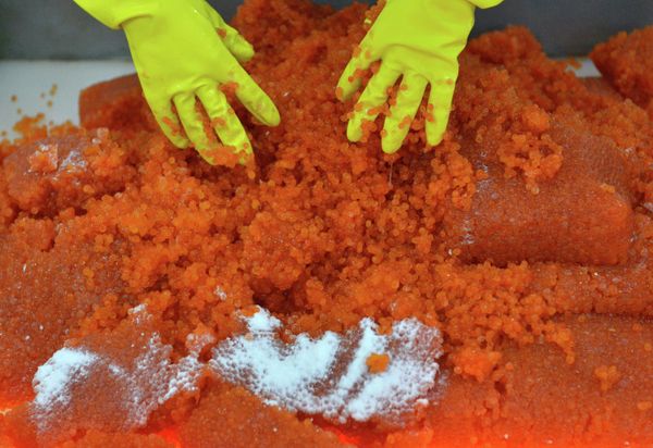 Salmon fishing season in Kamchatka has begun - Sputnik International