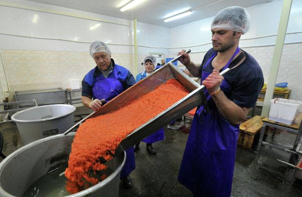 Salmon fishing season in Kamchatka has begun - Sputnik International