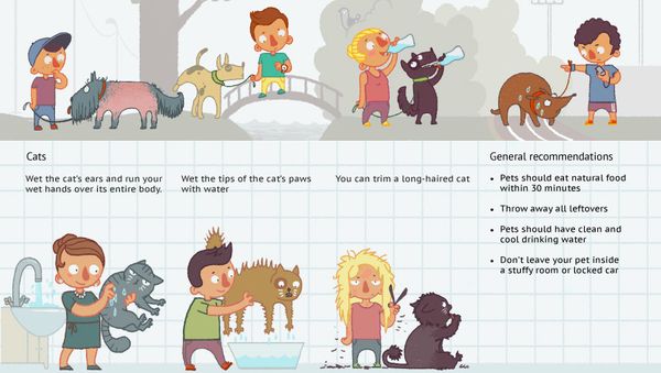 Caring For Pets in Hot Weather - Sputnik International