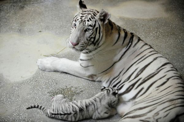 Three White Tigers Born in Yekaterinburg Zoo - Sputnik International