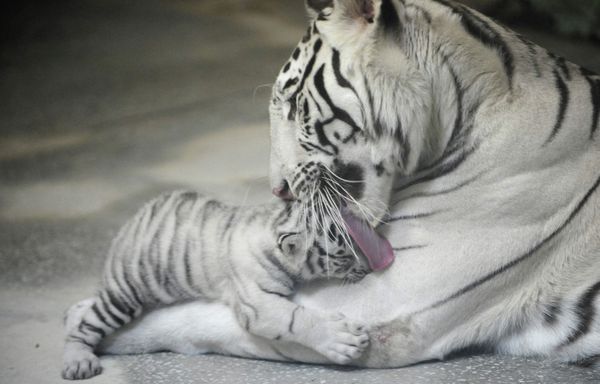 Three White Tigers Born in Yekaterinburg Zoo - Sputnik International
