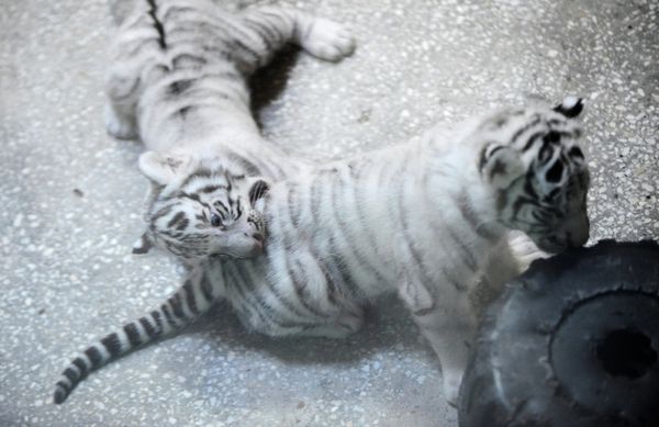 Three White Tigers Born in Yekaterinburg Zoo - Sputnik International
