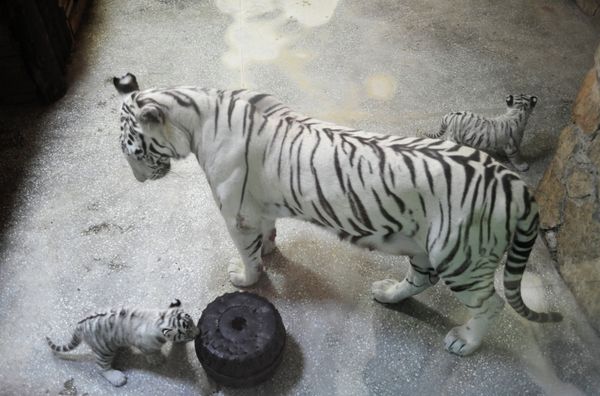 Three White Tigers Born in Yekaterinburg Zoo - Sputnik International