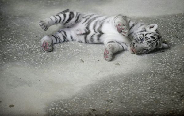 Three White Tigers Born in Yekaterinburg Zoo - Sputnik International
