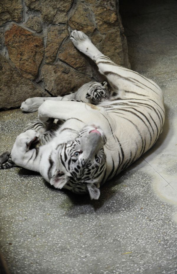 Three White Tigers Born in Yekaterinburg Zoo - Sputnik International