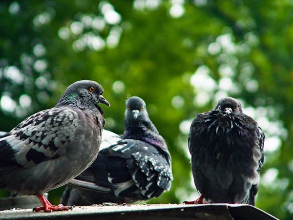 Ukrainian City to Get Pigeons Drunk, Deport Them - Sputnik International